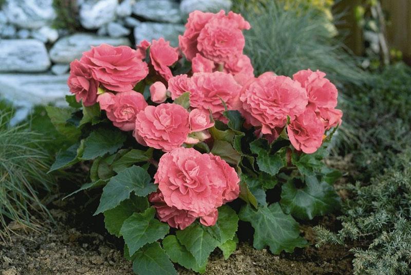 bégonias tubéreux