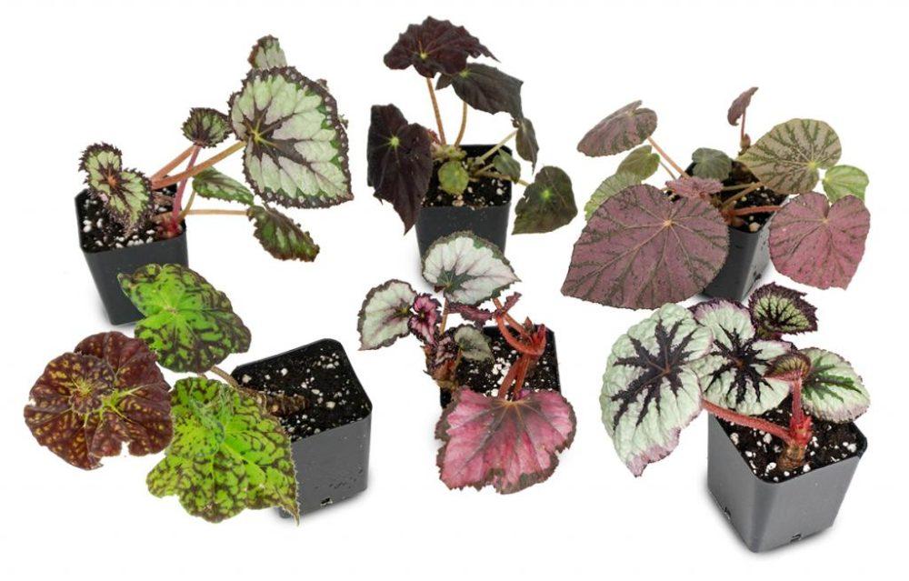 différents types de bégonias