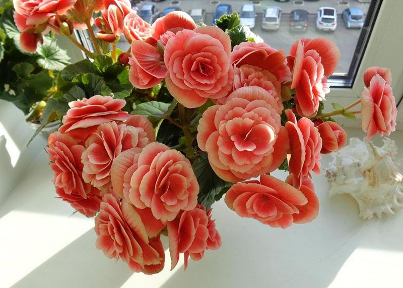 Bégonia x Elatior