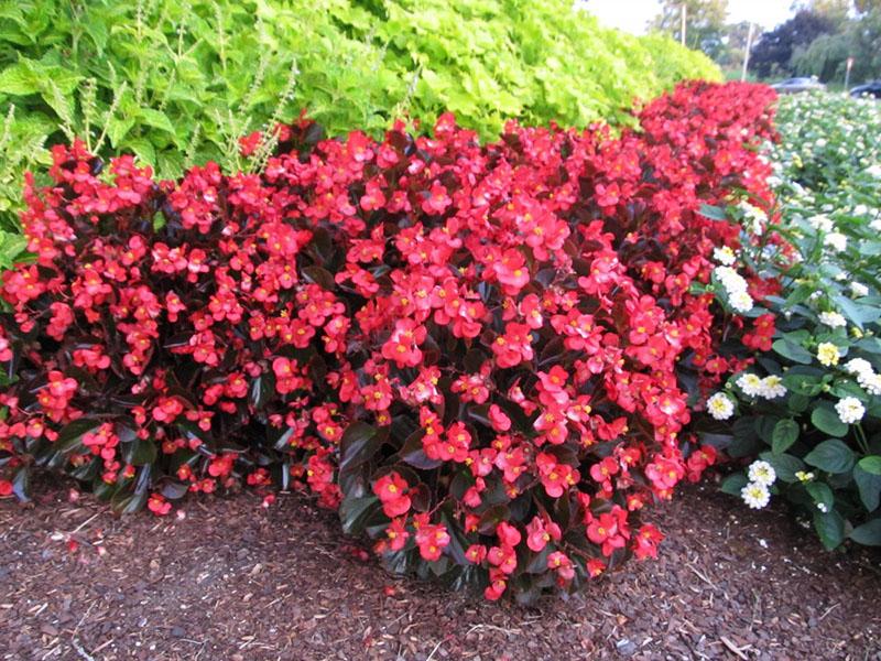 bégonias arbustifs