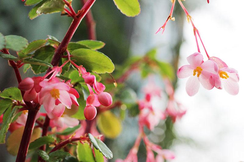 Bégonia fuchsioides