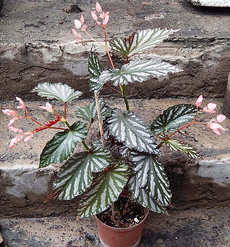 Bégonias en forme de canne