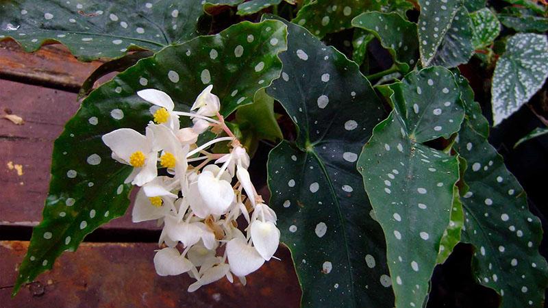 Bégonia maculata