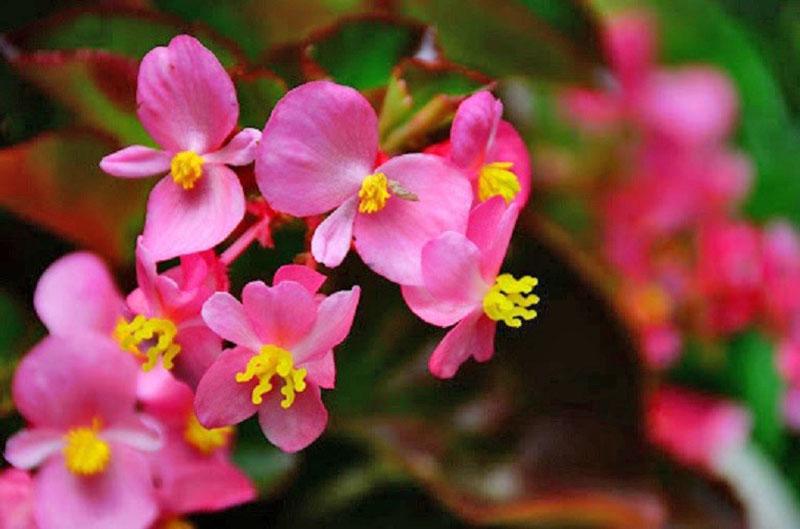 fleurs de bégonia unisexes