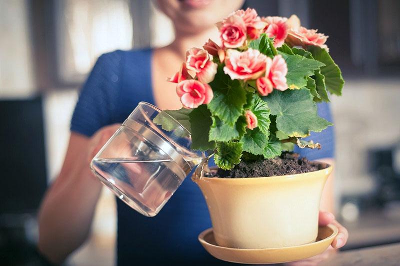 arrosant les plantes