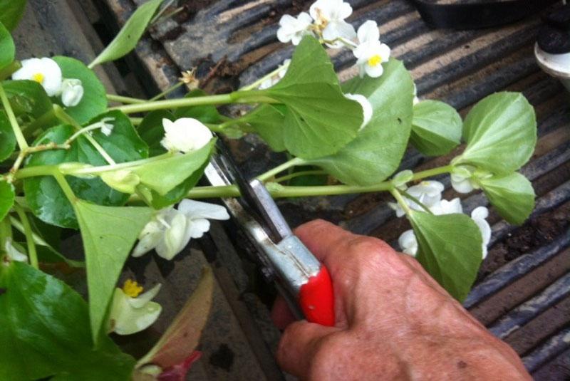 taille des bégonias