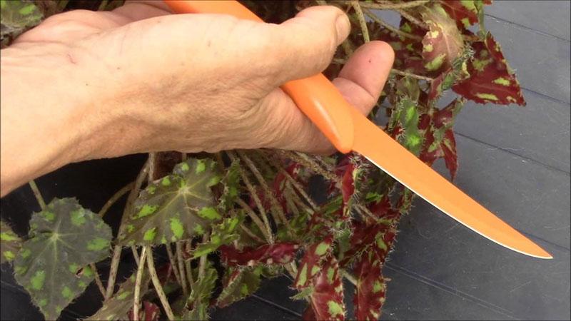 tailler une plante ampeleuse
