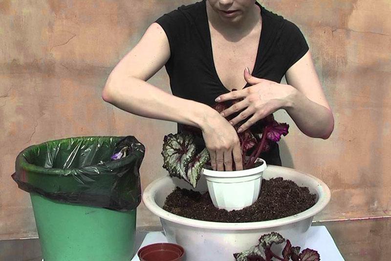 soins et greffe de bégonia