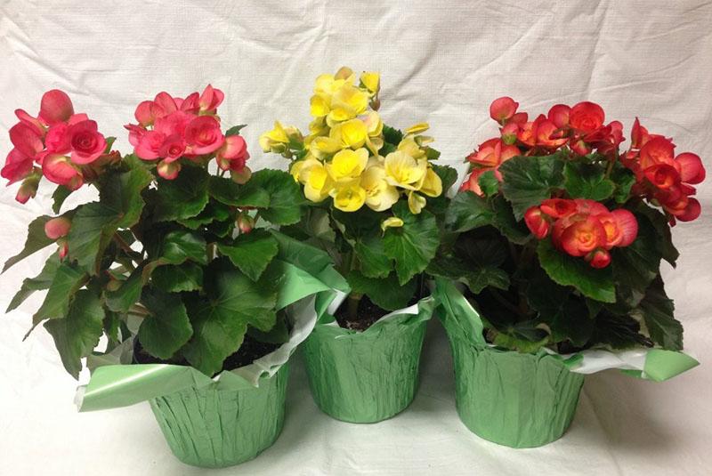 soin du bégonia en fleurs