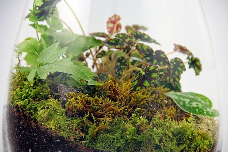 soin du bégonia à feuilles décoratives