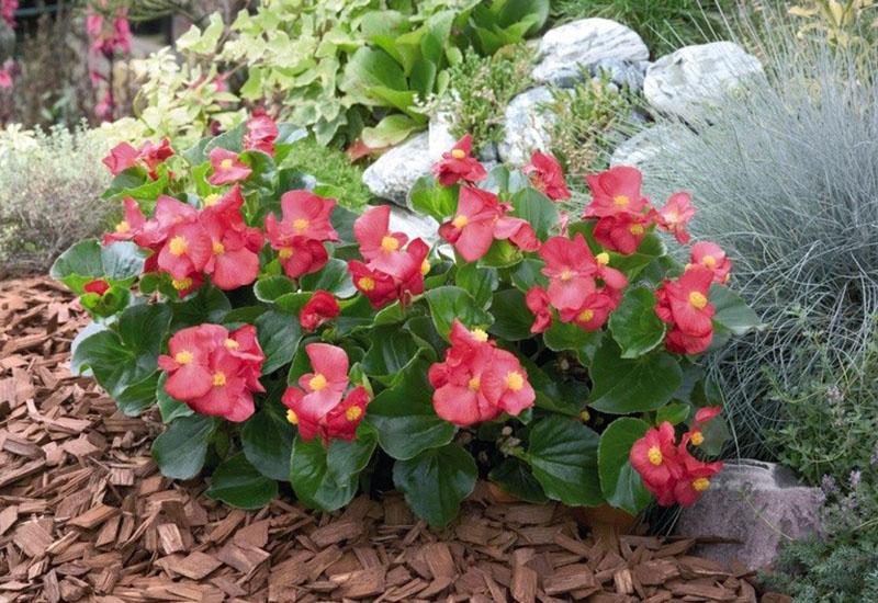 entretien des bégonias de jardin