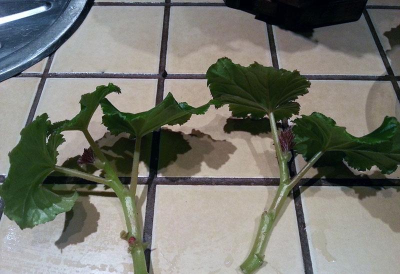 propagation par bouturage