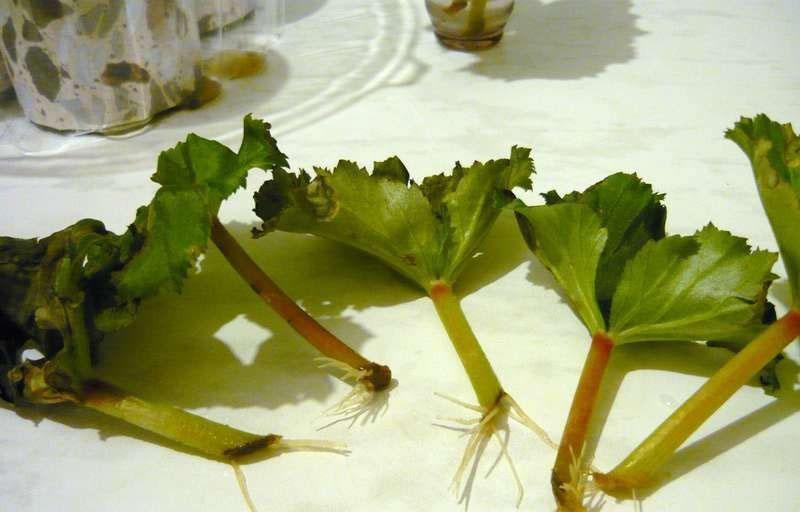 propagation des feuilles