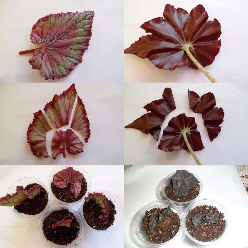 propagation des feuilles