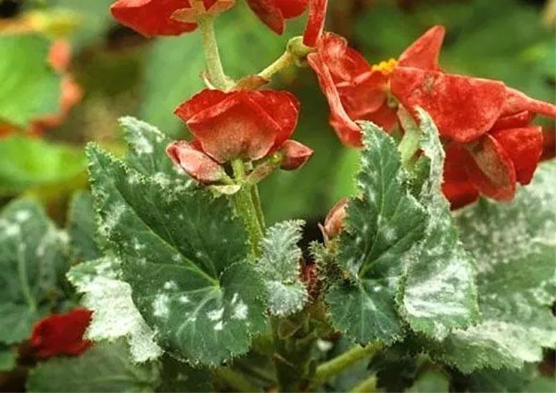 oïdium sur bégonias