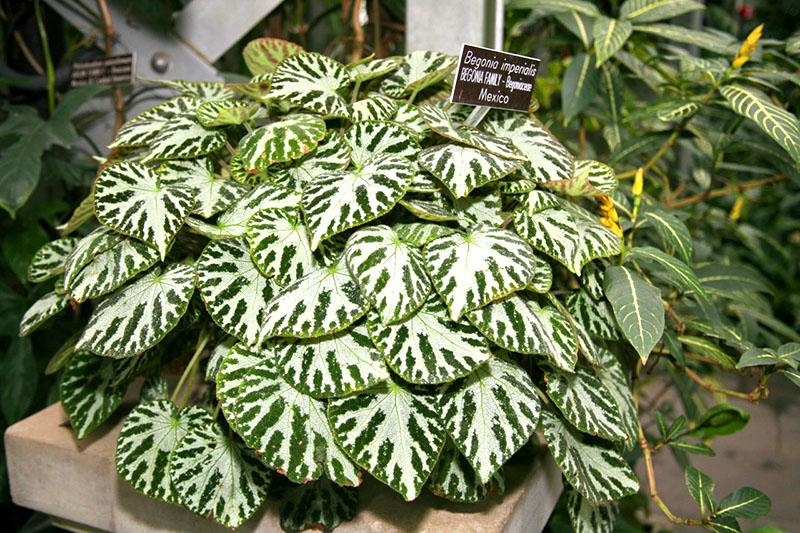 Bégonia impérialis