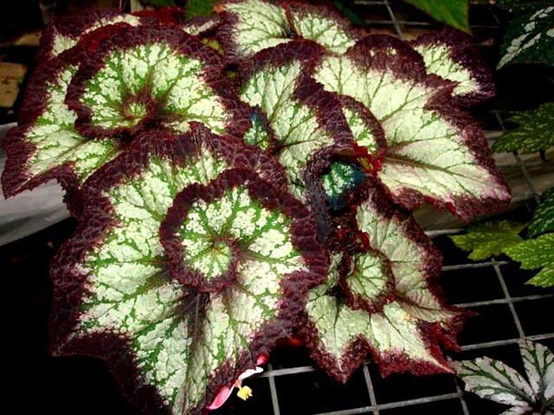 Bégonia rex