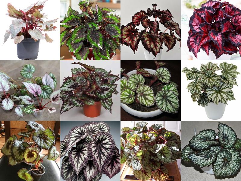 bégonias royaux à multiples facettes
