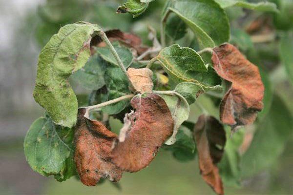 acide borique pour les arbres