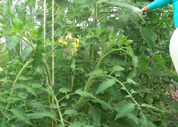 transformation de la tomate