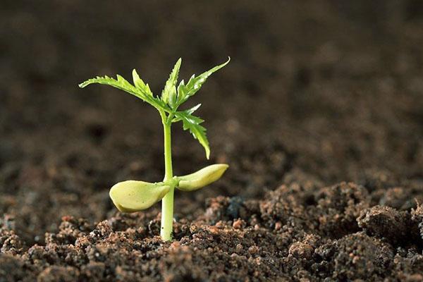 acide borique pour une croissance réussie des plantes