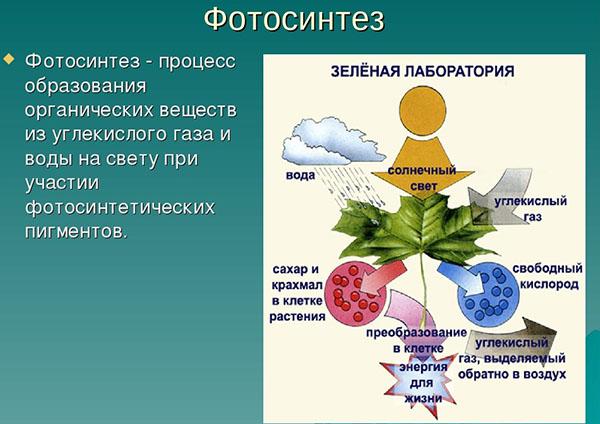 processus de photosynthèse