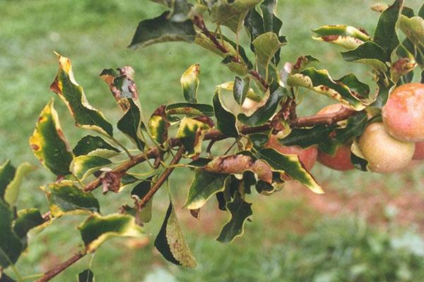 ácido bórico para árboles frutales