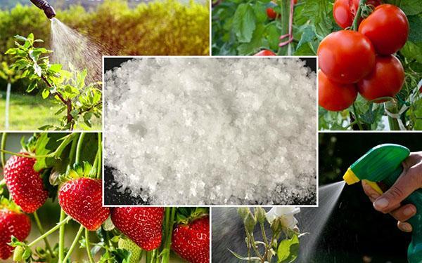 l'utilisation de l'acide borique en horticulture et en horticulture