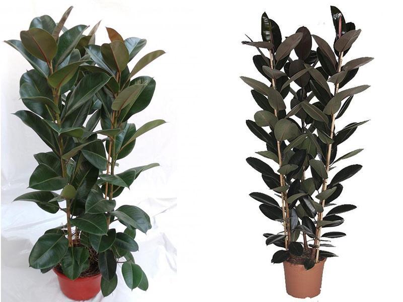 ficus caoutchouteux
