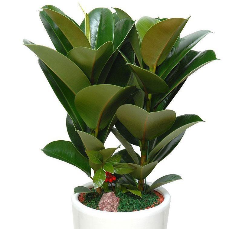 une variété de ficus caoutchouteux