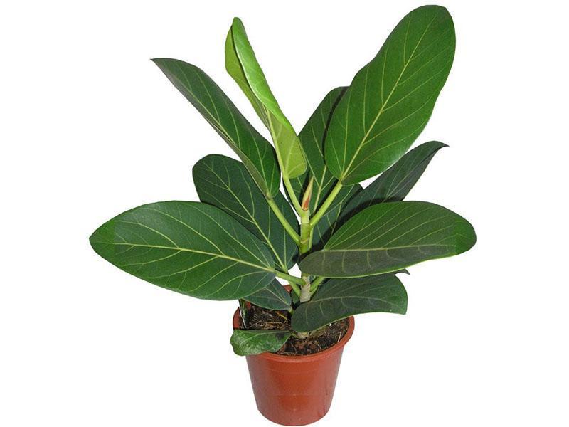 ficus du Bengale