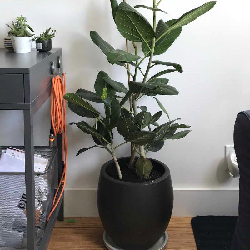 ficus en el interior