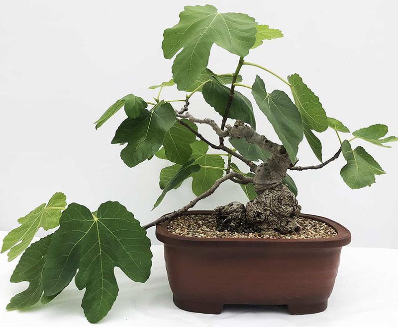 variedad única de caricus ficus