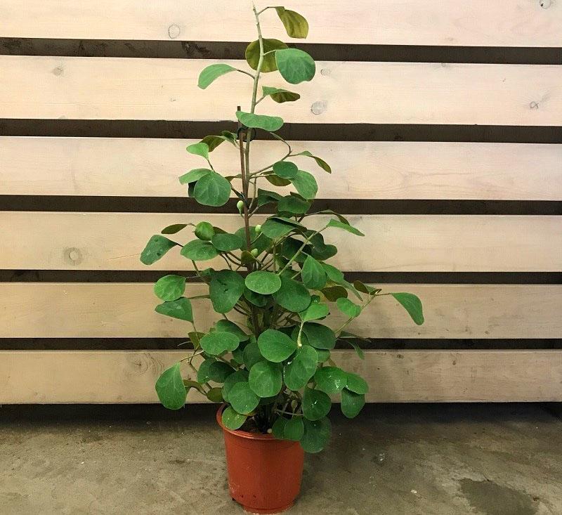 ficus deltoïde