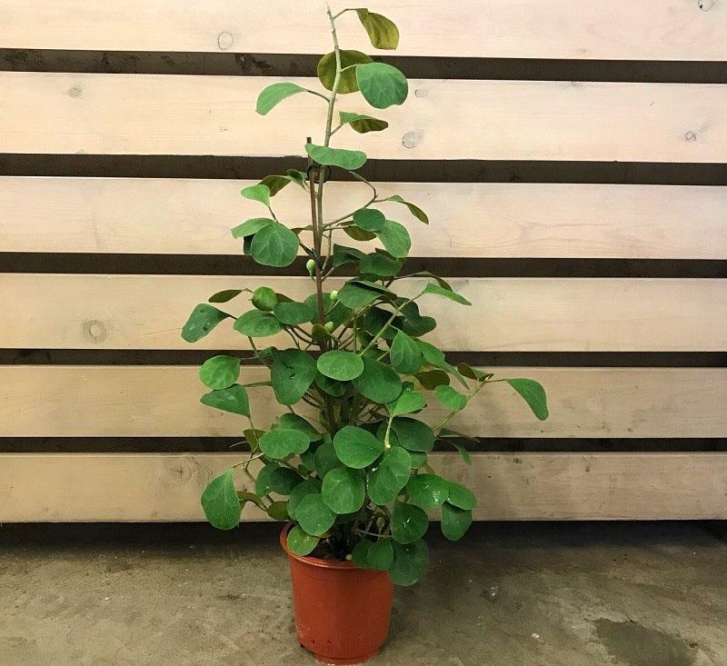 ficus deltoides