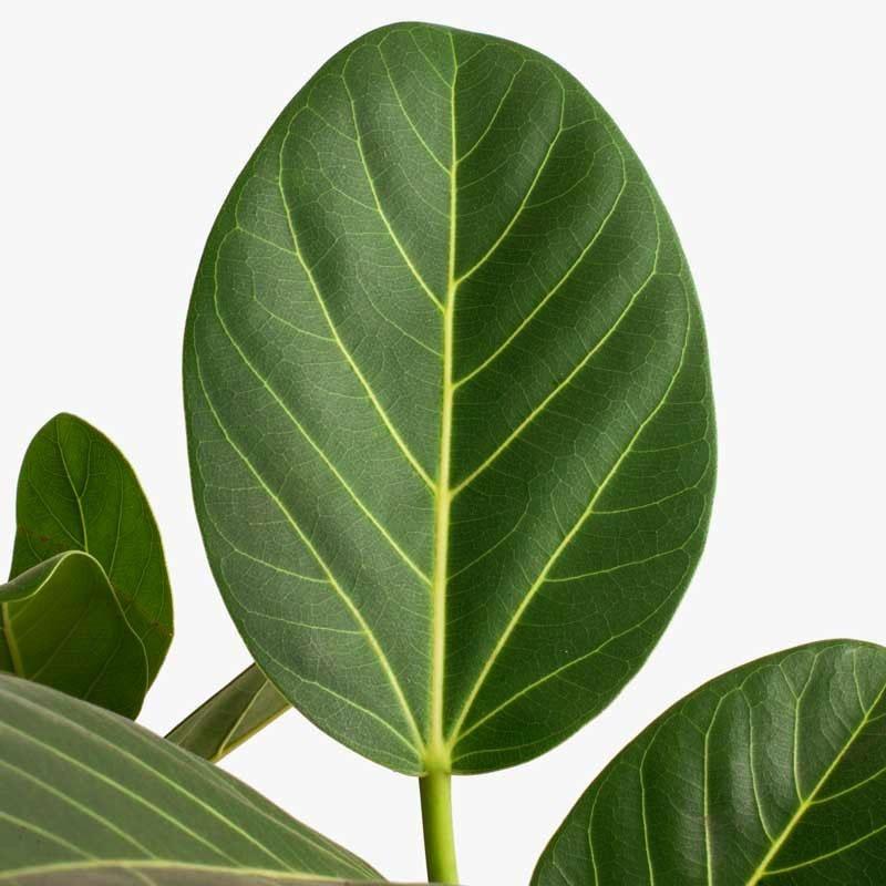 forme de feuille de ficus