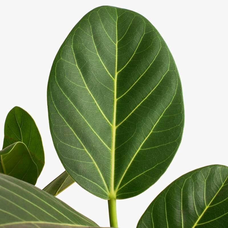 forma de hoja de ficus