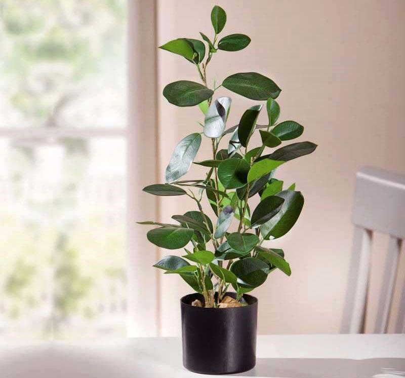 ficus d'intérieur