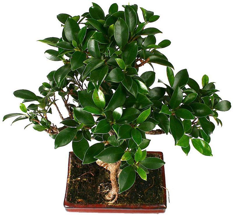 ficus retuza