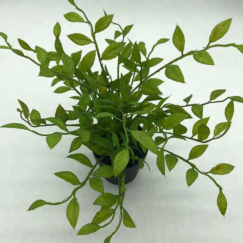 variété de ficus