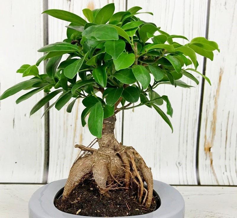 bonsai ficus ginseng