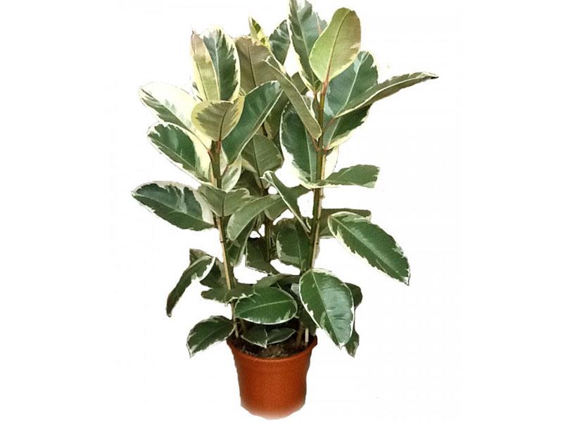 paquete de ficus