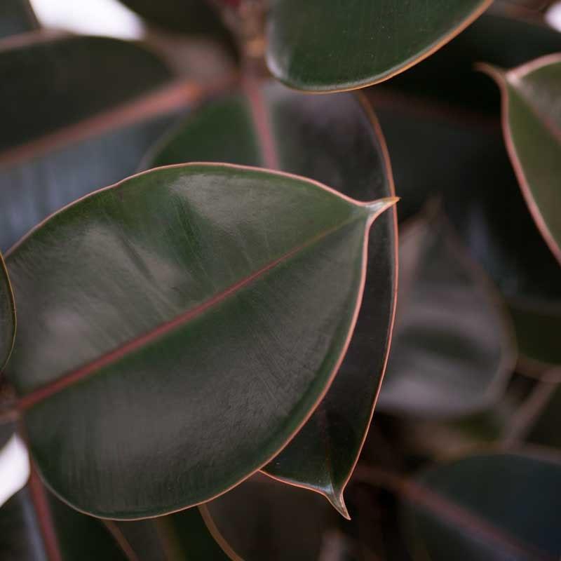 ficus rouillé