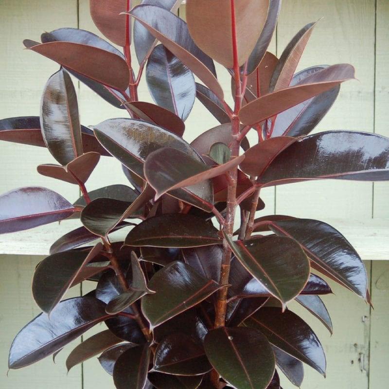 buisson de ficus rouillé