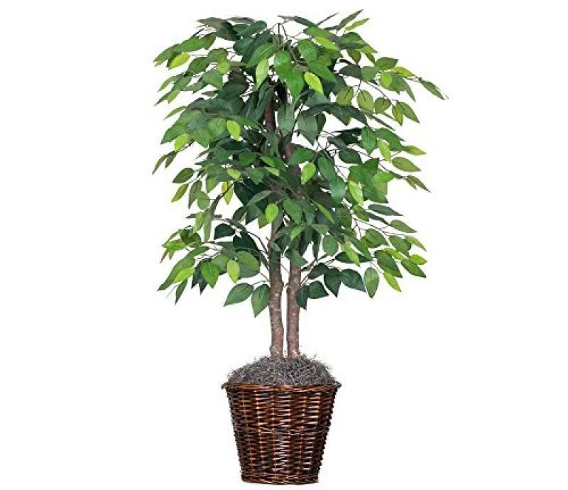 ficus sacré