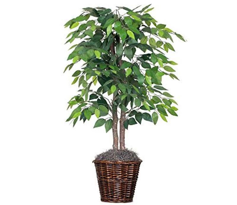 ficus sagrado