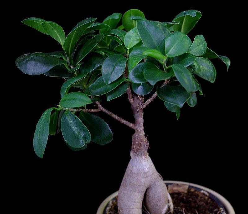 pequeño bonsai