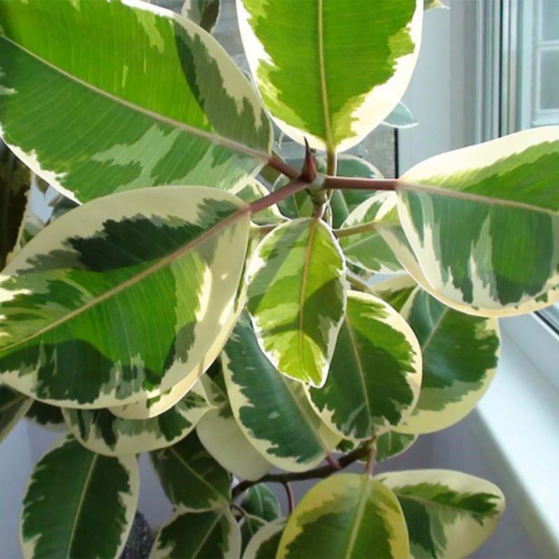 variété panachée de ficus