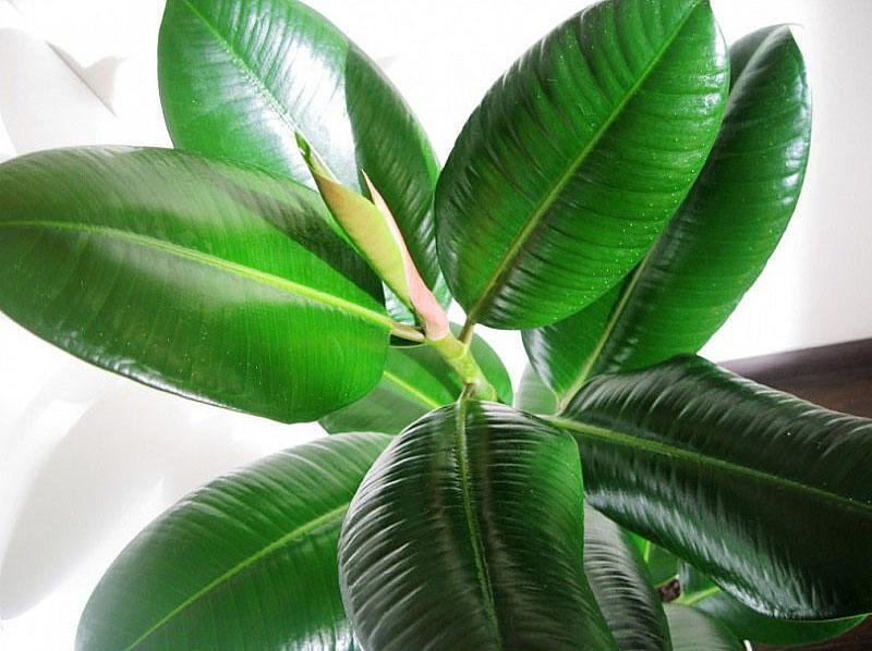 variété de ficus