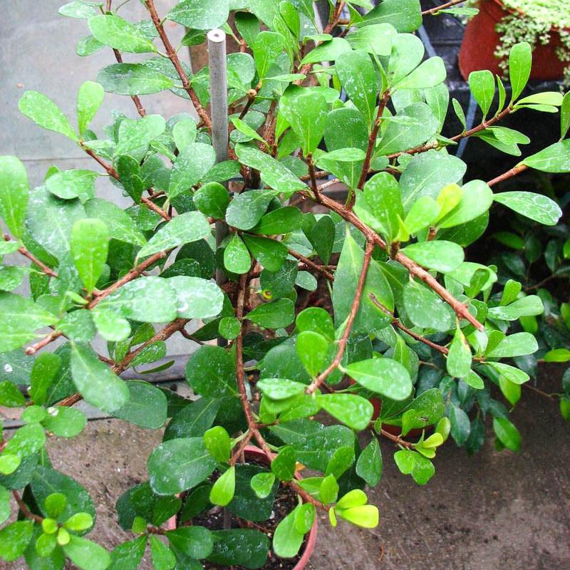 roseau ficus
